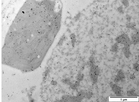 Immunogold labelling using anti-HvWHIRLY2 antibodies